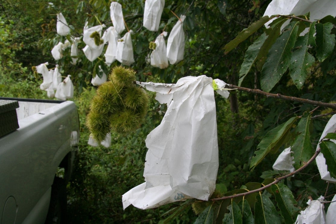 close up of the hand-pollinated burs of the Hobbs chinquapins, with opened white paper bags still attached to tree branches 